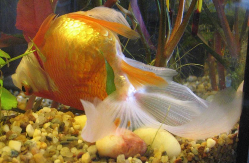 Нематантусы — эффектные красавцы с золотыми рыбками