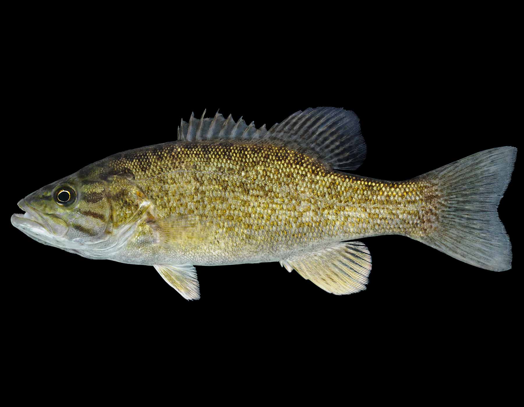 Сарг белый фото и описание – каталог рыб, смотреть онлайн