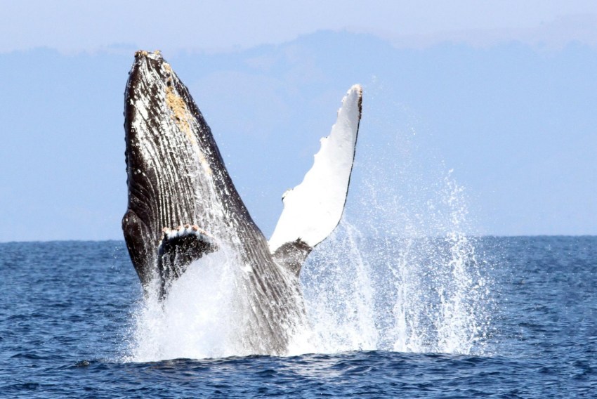 Самые распространённые виды китов (20 китообразных планеты)