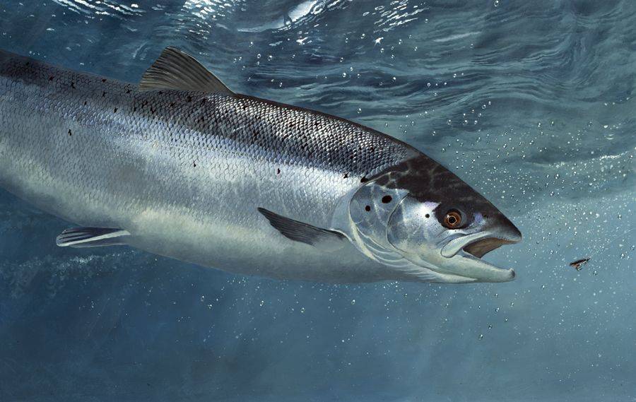 Семга - 91 фото вкусного и полезного атлантического лосося
