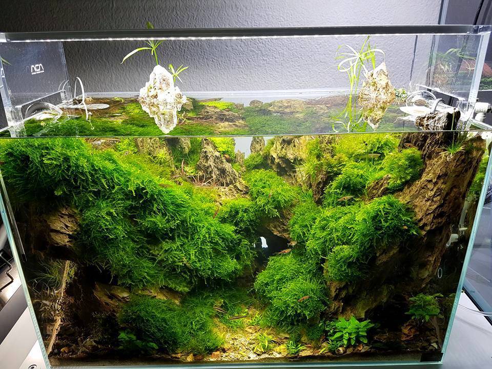 Заселяем аквариум яванским мхом. яванский мох в аквариуме: содержание, фото