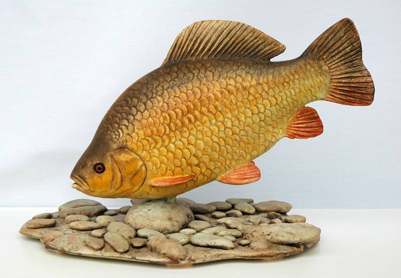 Рыба карась — описание, виды, хозяйственное значение, разведение. | cельхозпортал