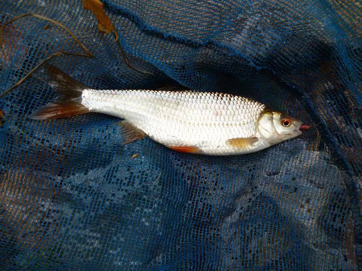 Рыба чебак - сибирская плотва, описание, ловля