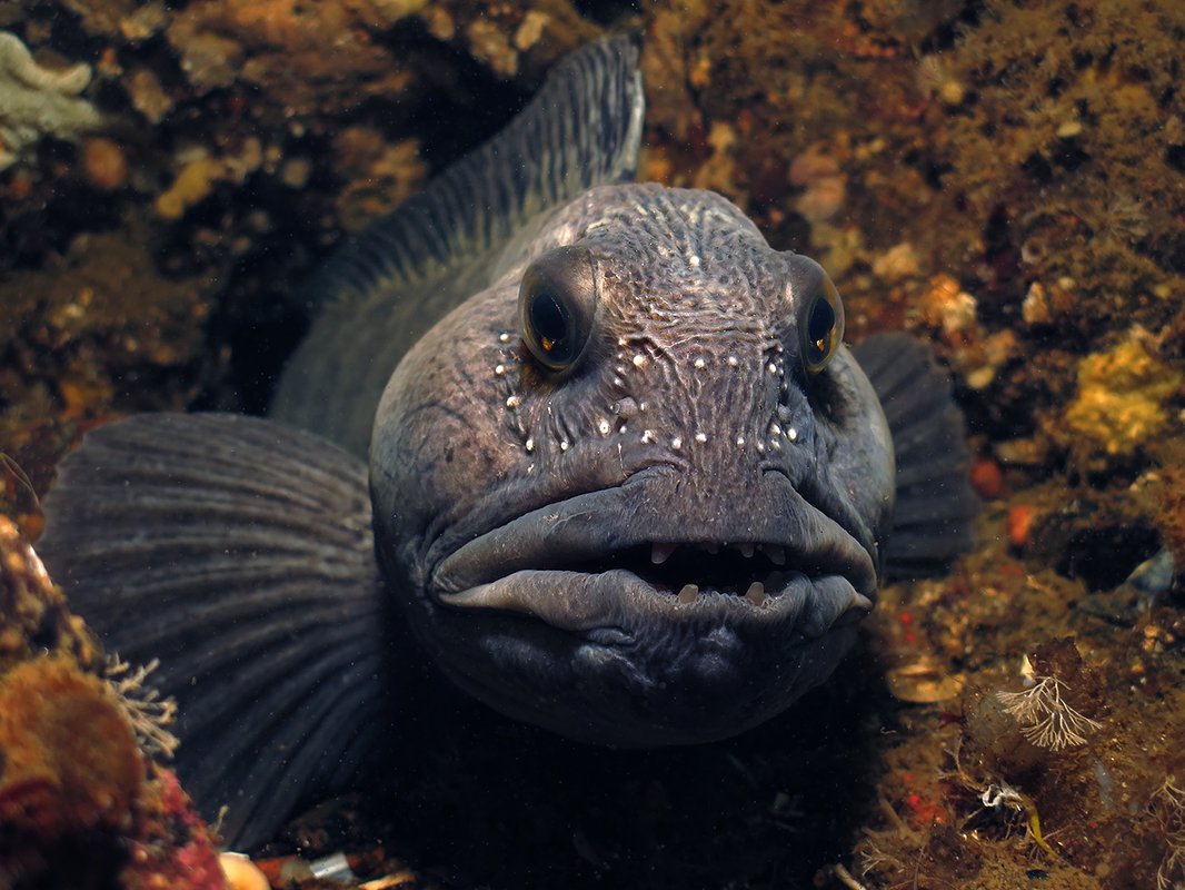 Зубатка — что за рыба, виды, как выглядит, фото, польза и вред, где водится и как ловить