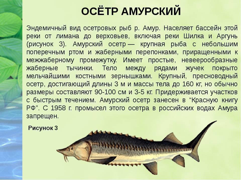 Косатка-скрипун фото и описание – каталог рыб, смотреть онлайн