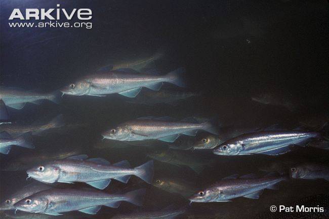 Рыба семейства тресковых: виды и описание, внешний вид, среда обитания