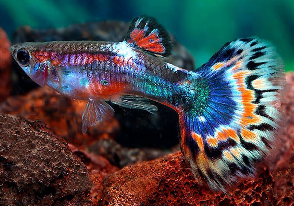 Аквариумные рыбки гуппи содержание и кормление, отличие самки от самца и размножение - ribulki.ru