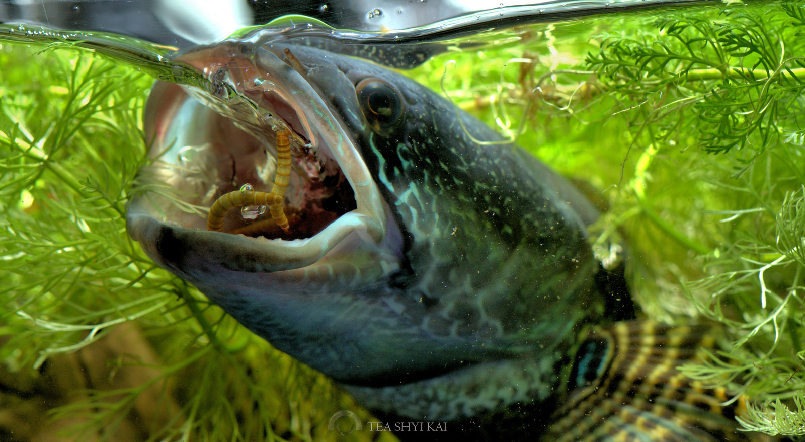Рыба змееголов: как ловить, описание и фото
