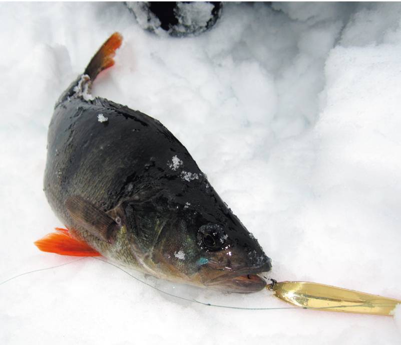 Блесны на окуня для зимней рыбалки. что говорят опытные рыбаки