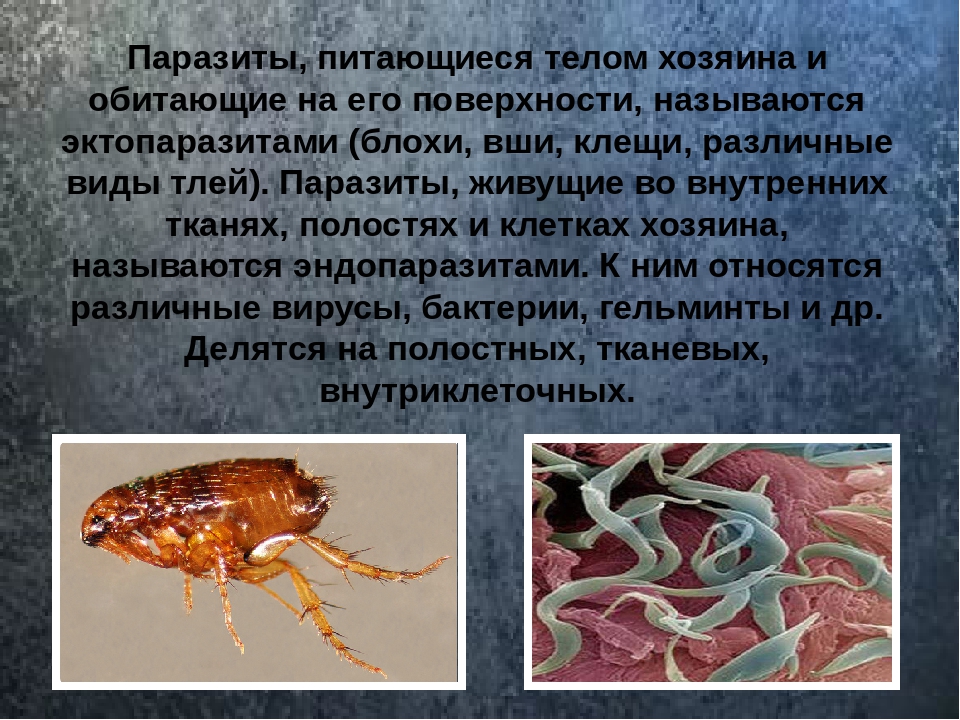 Чем внутренние паразиты отличаются от внутренних паразитов. Паразиты черви среда обитания. Паразитические организмы. Паразиты человека биология. Среда обитания паразитов.