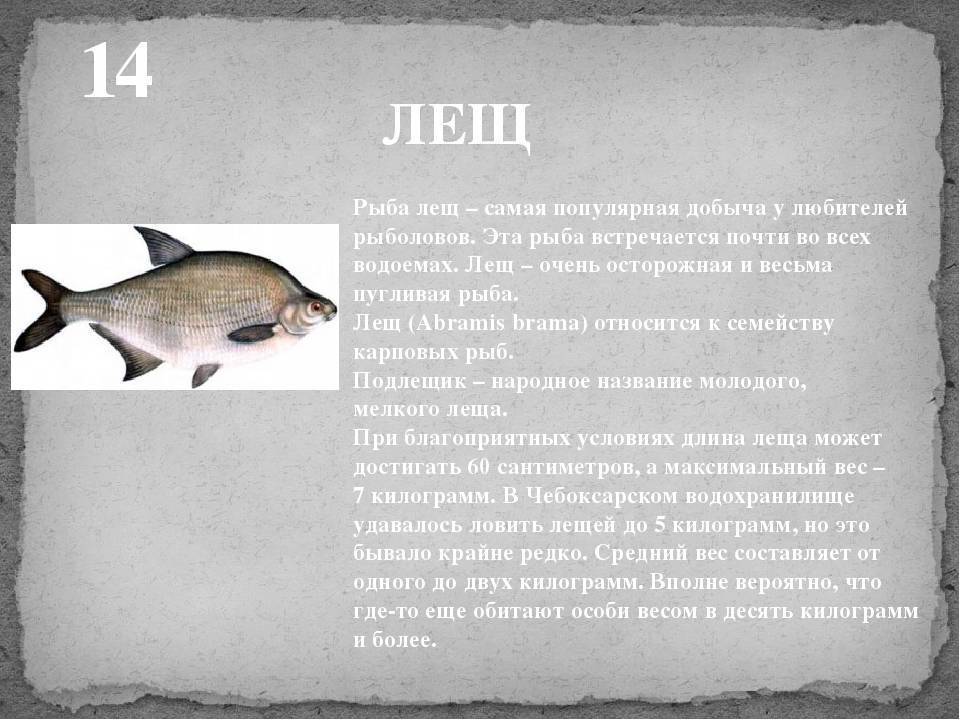 Лещ: рыба лещ фото и описание, нерест, способы ловли, образ жизни, приманки, прикормки, калорийность леща