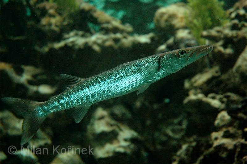 Барракуда - описание рыбы, где обитает, виды