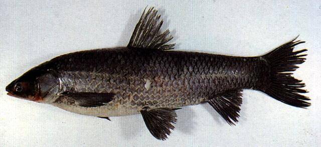Белый амур - фото, описание рыбы, где и на какие снасти ловить