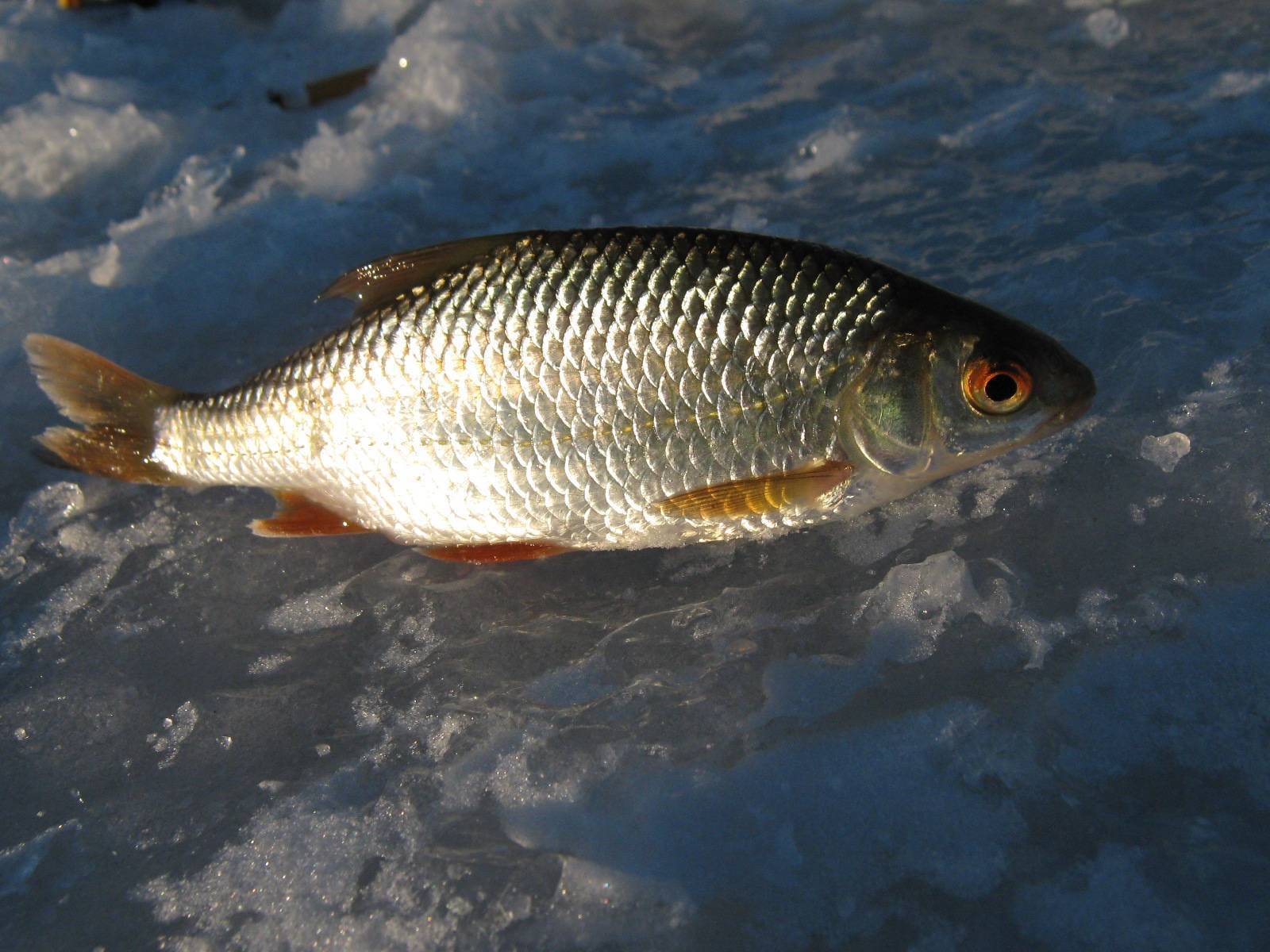 Рыба «Плотва сибирская» фото и описание