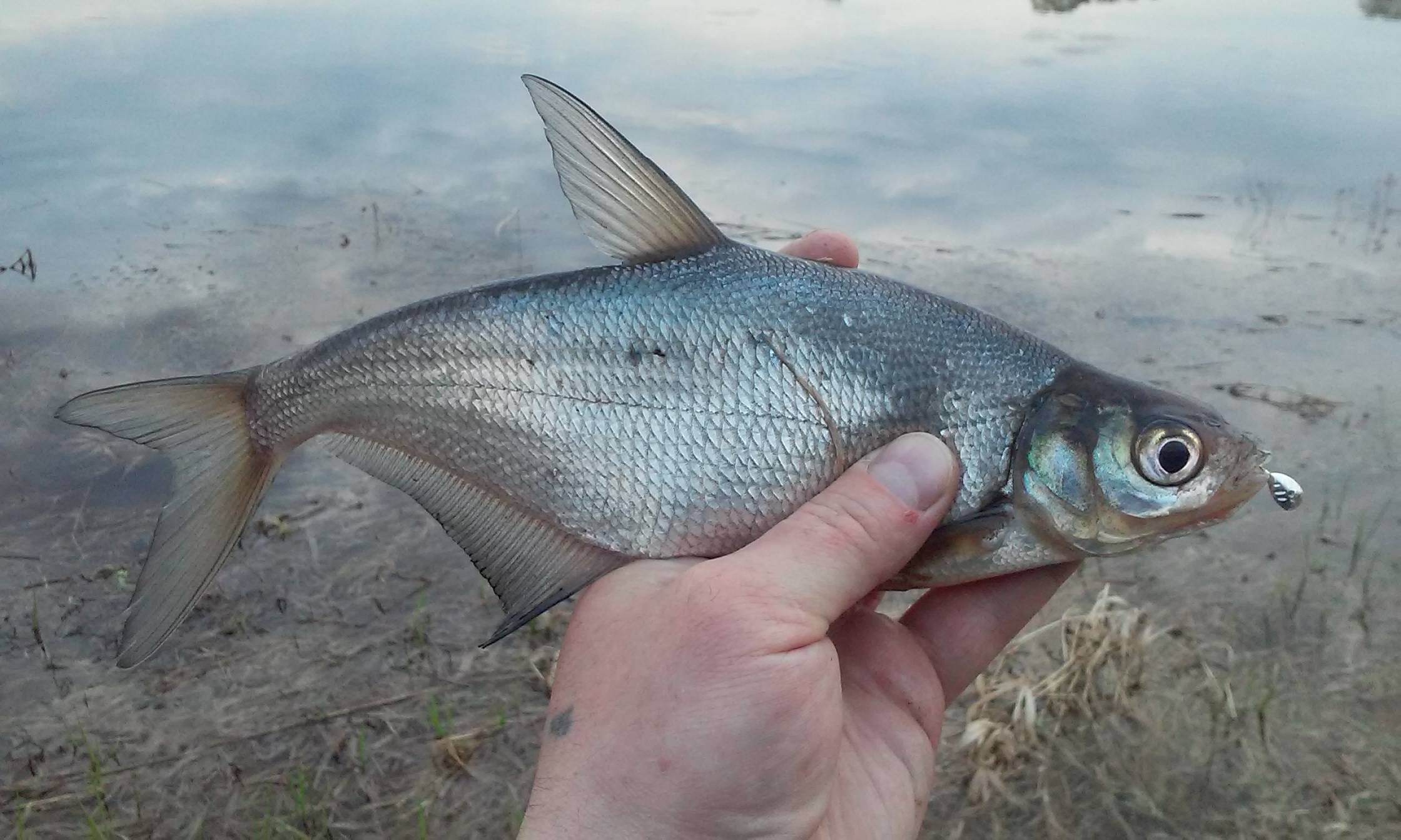 Пресноводная рыба синец: фото, особенности размножения и ловли особи, ареал обитания рыбы синец