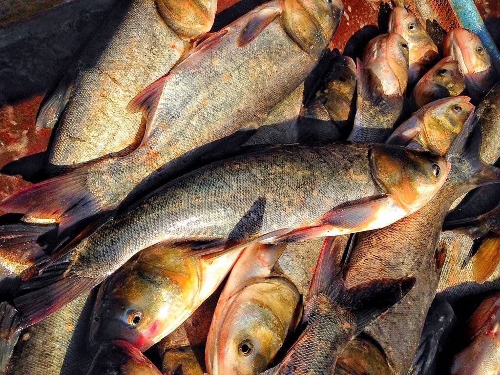 Что за рыба толстолобик, фото, чем полезна, как поймать и вкусно приготовить толстолоба - рецепты