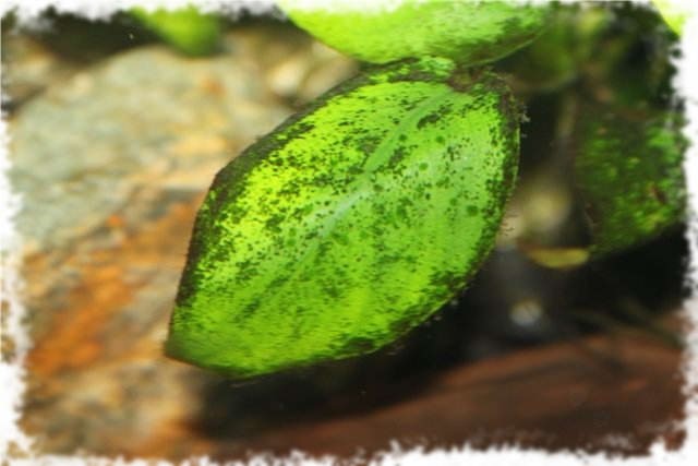 Бурые (диатомовые) водоросли в аквариуме: причины, как избавиться