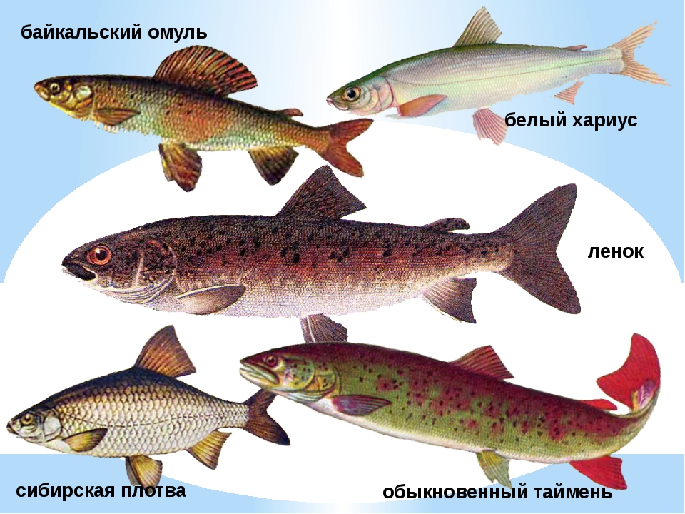Рыбы сибирских рек
