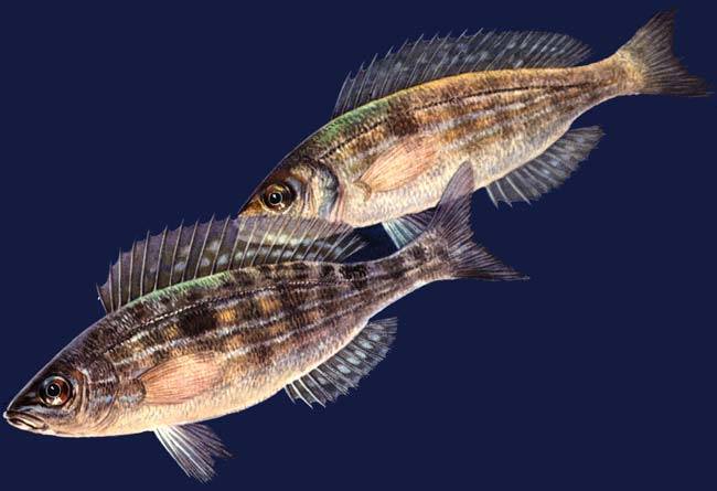 Линь фото и описание – каталог рыб, смотреть онлайн