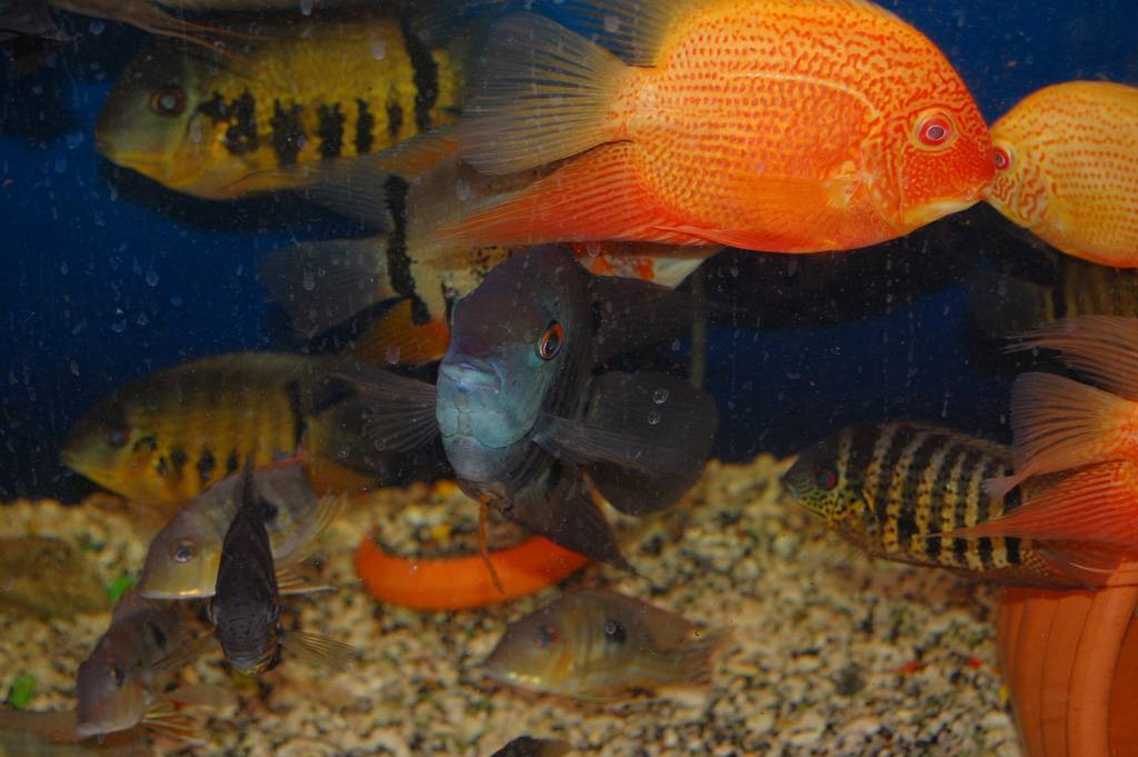 Северум красноточечный и другие виды этой аквариумной рыбки, включая золотой, гаянский и сантарем