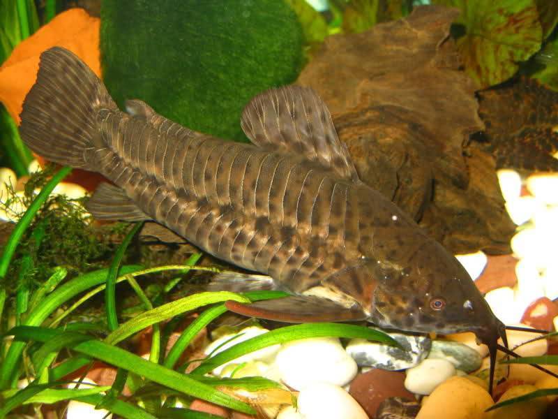 Сом аквариумный таракатум: фото, содержание и уход, совместимость с другими рыбами, разведение, продолжительность жизни, как отличить самку от самца