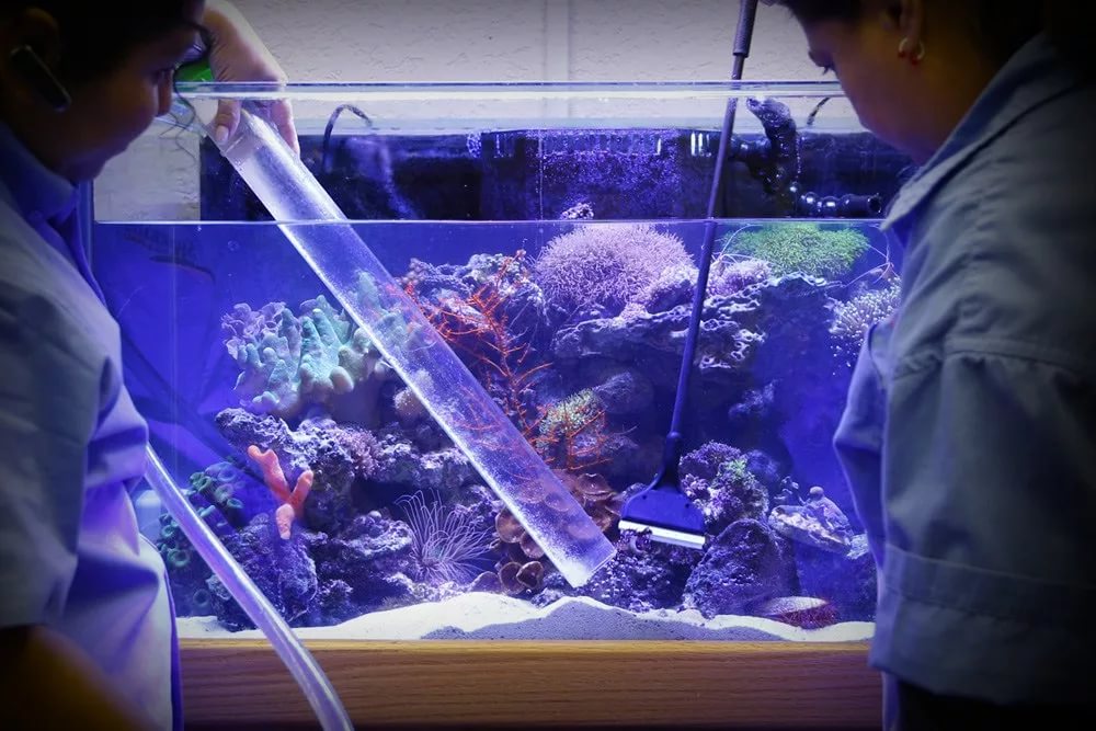 Как продезинфицировать аквариум марганцовкой после гибели рыбок