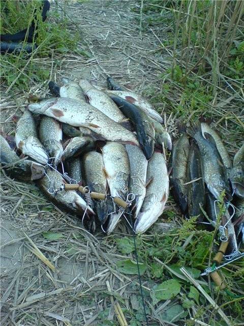 Республика дагестан: весенне-летний нерестовый запрет на рыбалку 2021 года