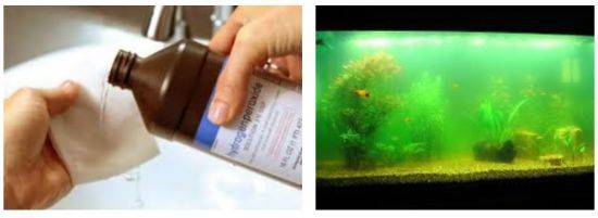 Как продезинфицировать аквариум. как перезапустить аквариум после болезни рыб обрабатывать аквариум после смерти рыб