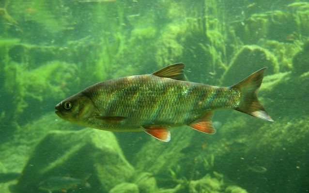Язь рыба. образ жизни и среда обитания рыбы язь