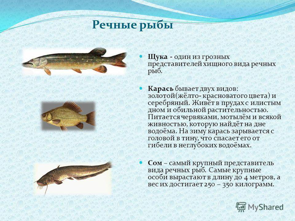 Сом | описание удивительной рыбы с фотграфиями
