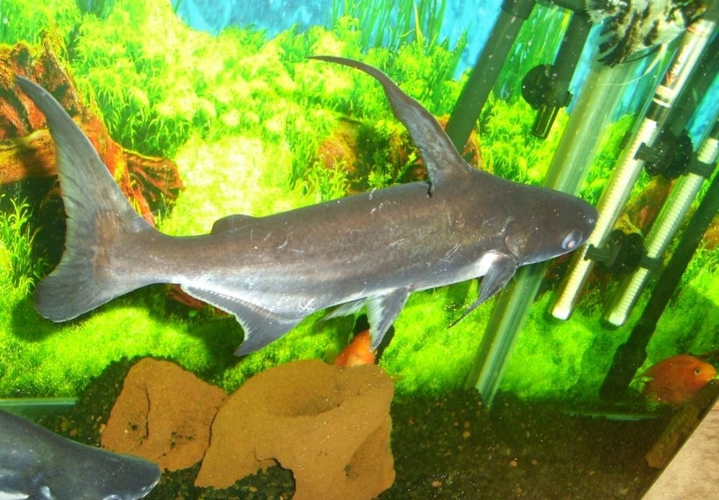 Аквариумный акулий сом пангасиус: содержание, совместимость