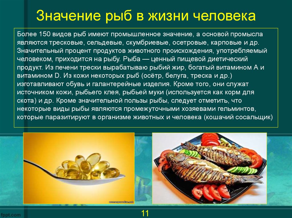 Рыба сом: полезные и вредные свойства рыбы для организма человека. калорийность, состав, как приготовить, выбрать, хранить и чистить