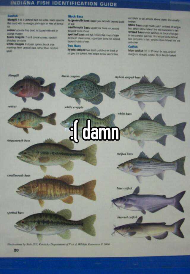 Рыба «зубатка полосатая» фото и описание