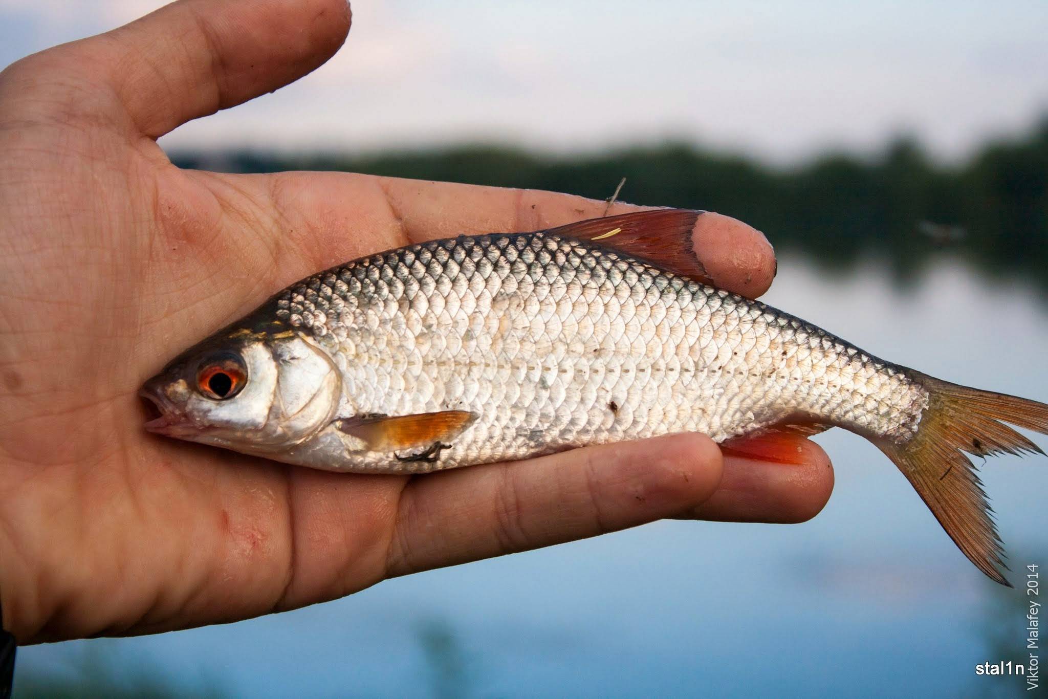Верховка фото и описание – каталог рыб, смотреть онлайн