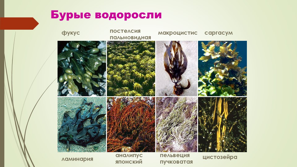 Борьба с водорослями в аквариуме