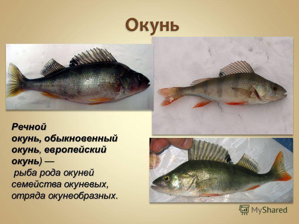 Рыба «Окунь европейский» фото и описание