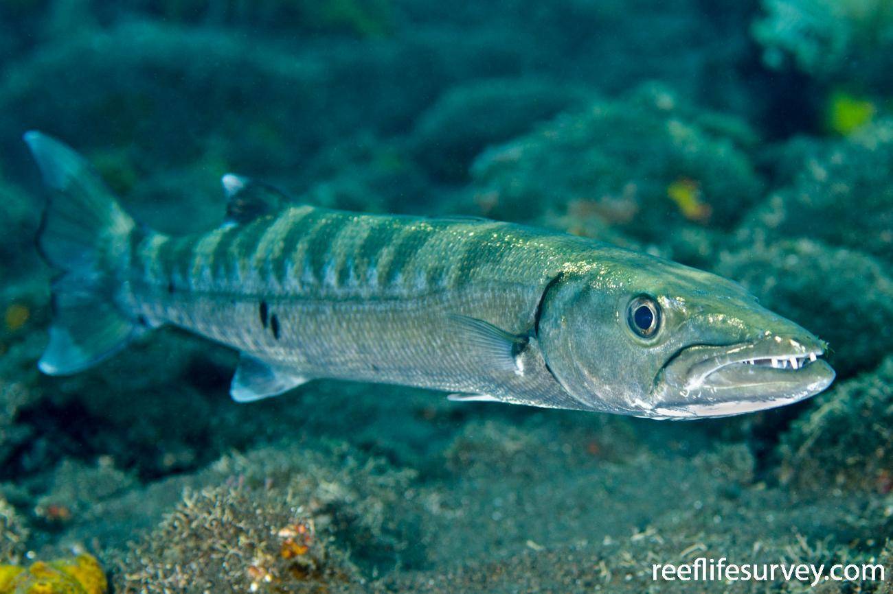 Барракуда рыба. образ жизни и среда обитания рыбы барракуды | животный мир