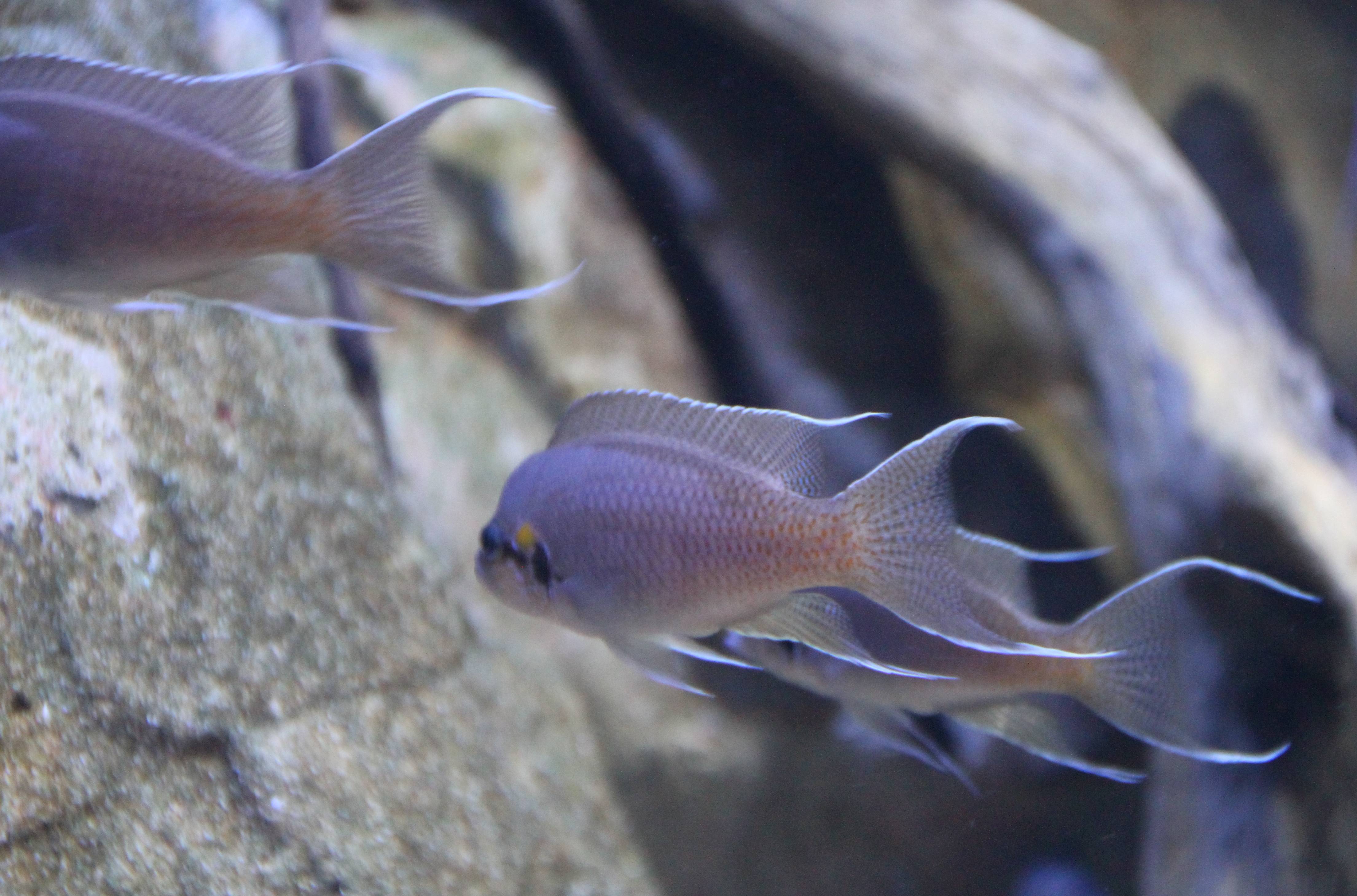 Рыбка принцесса бурунди. содержание, совместимость, размножение, фото