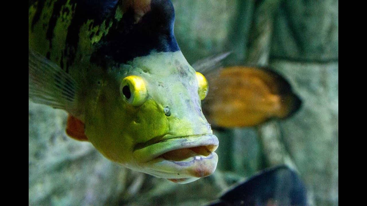 Окунь желтый фото и описание – каталог рыб, смотреть онлайн