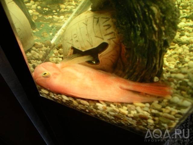 Как спят рыбы в аквариуме: фото и видео
как спят рыбы в аквариуме: фото и видео