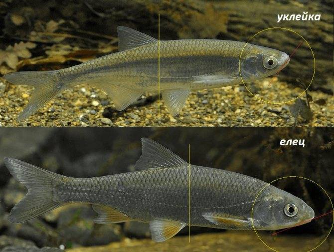 Описание и жизненный цикл рыбы елец