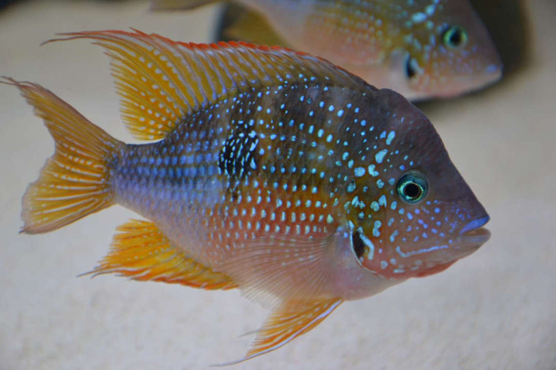 Цихлазома рыбка. описание, особенности, виды и уход за цихлазомой