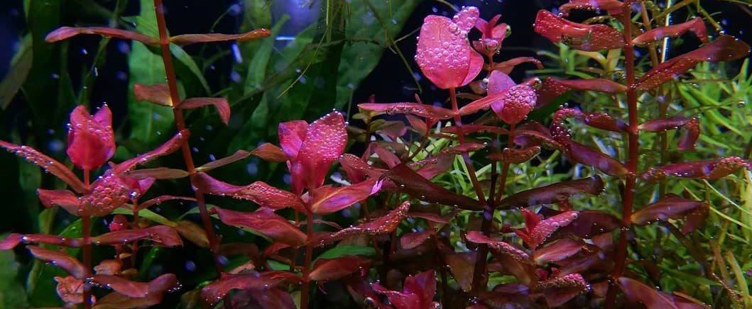 Всё о роталах: основные виды и правила содержания растения в аквариуме