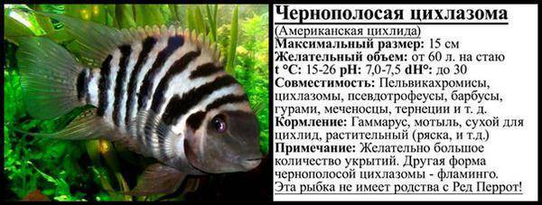 Цихлазома чернополосая - содержание и уход, основные виды, совместимость с другими рыбками, как отличить самку от самца