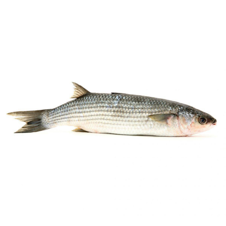 Рыба лобан (чёрная кефаль): польза и вред, калорийность, рецепт приготовления в духовке