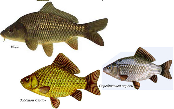 Золотая рыбка - фото, видео и особенности содержания в декоративном аквариуме