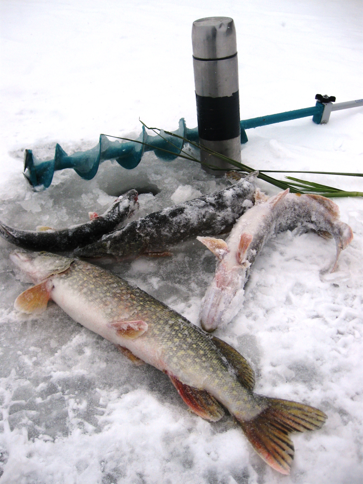 Особенности зимней рыбалки на щуку: тонкости и секреты