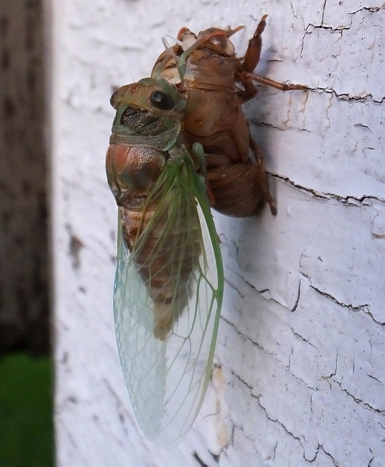 Особенности строения и поведения цикад. цикада насекомое. описание, особенности, виды, образ жизни и среда обитания цикады