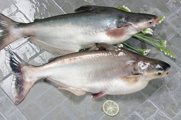 Пангасиус что за рыба, польза и вред для здоровья человека