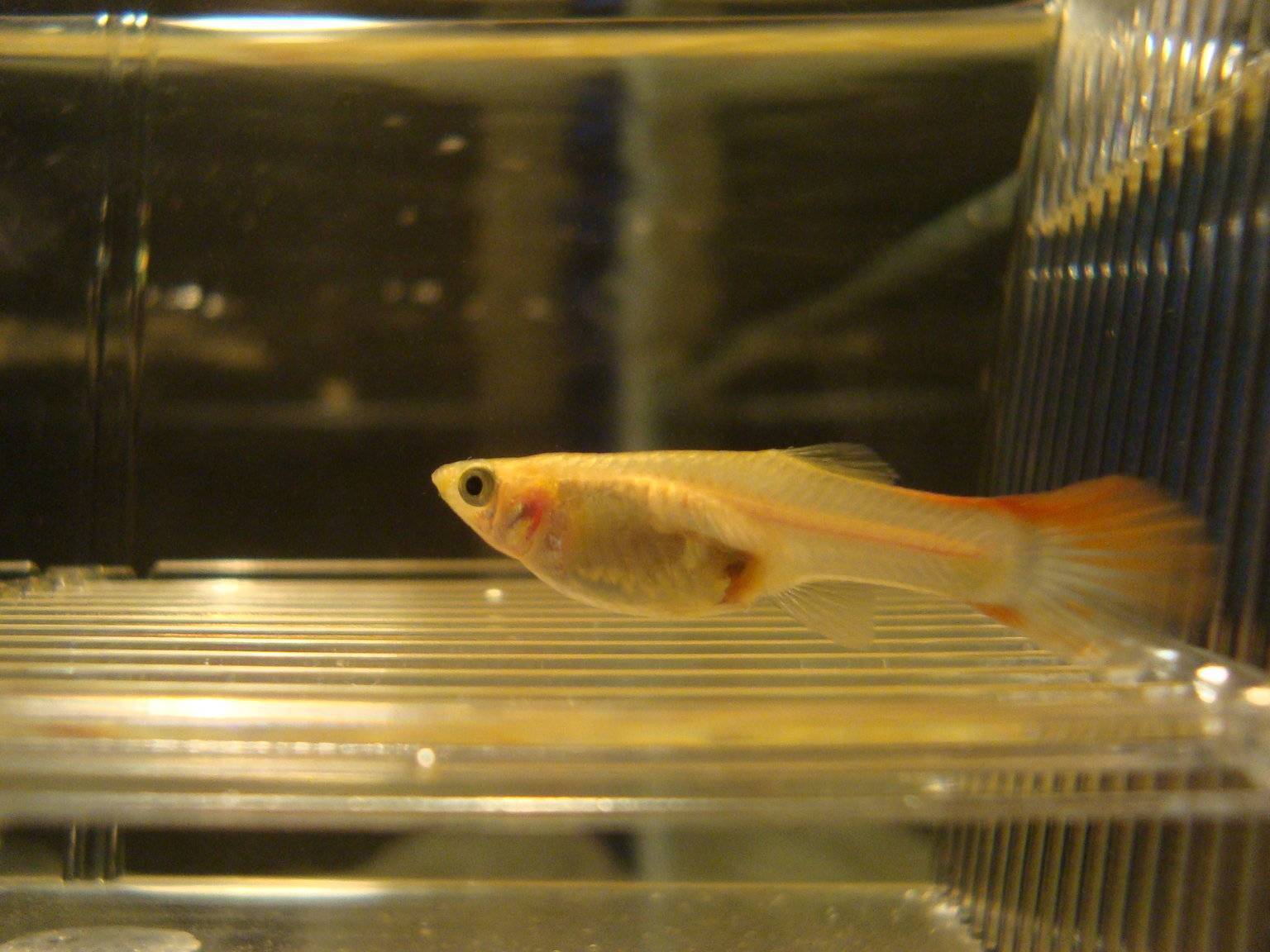 Спаривание рыб: особенности размножения в домашних условиях